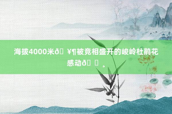 海拔4000米🥶被竞相盛开的峻岭杜鹃花感动🌸